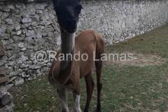 Tonte de juin 2020