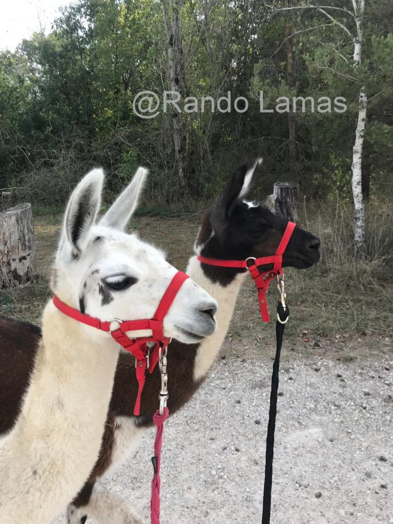 rando lama