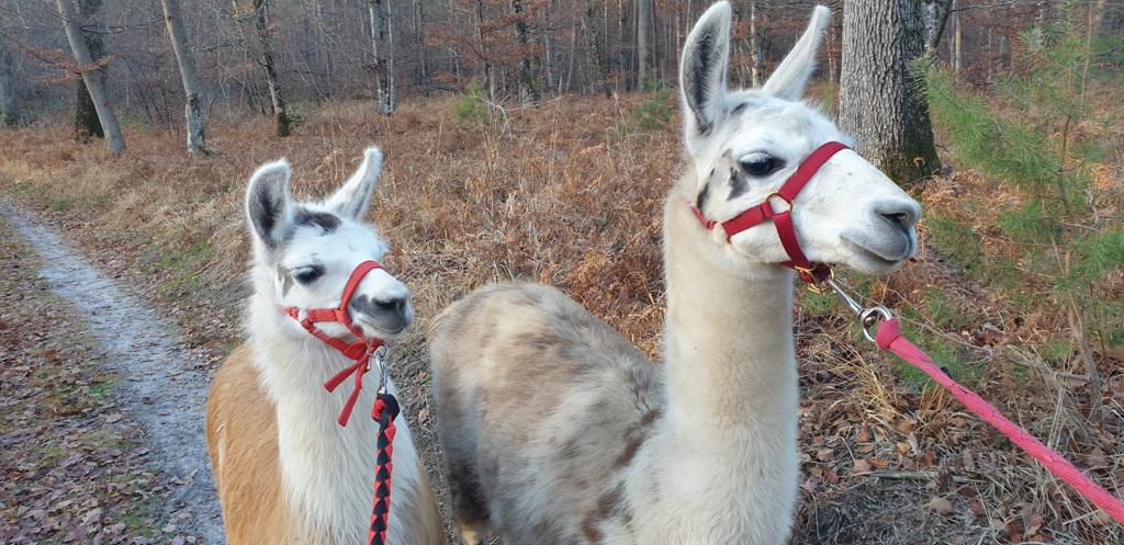 promenade lamas Nougat et Caramel